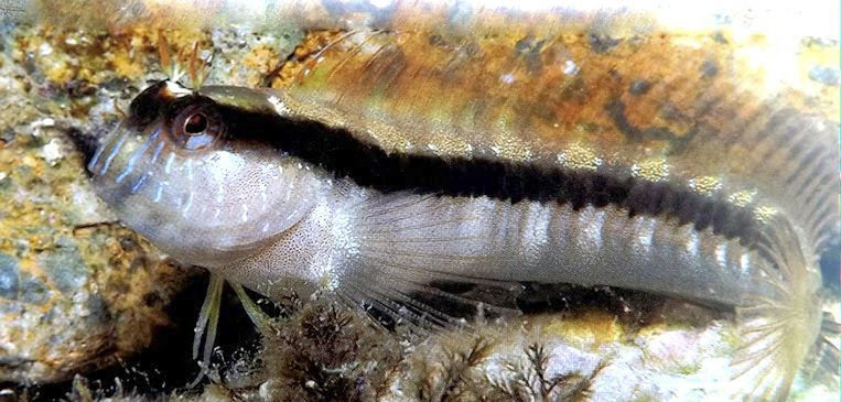 Parablennius rouxi_7lllll